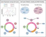 Establishing and maintaining fertility: the importance of cell cycle arrest