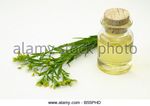 Stable isotope ratio analysis for verifying the authenticity of vegetal oils - Federica Camin, Luana Bontempo, Fondazione Edmund Mach (FEM), Via ...