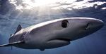 GREAT WHITE SHARKS 2018 ENCOUNTER - Scuba Travel