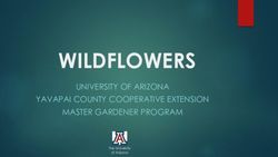 WILDFLOWERS UNIVERSITY OF ARIZONA YAVAPAI COUNTY COOPERATIVE EXTENSION MASTER GARDENER PROGRAM - Arizona Cooperative Extension