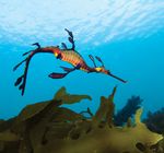 Environment - 2022 Undergraduate - Deakin University