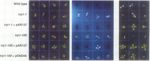A Phosphoribosylanthranilate Transferase Gene Is Defective in Blue Fluorescent Arabidopsis thaliana Tryptophan Mutants'