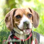 Everything you need to know - Your Umbrella for Life Pet Insurance Policy Booklet - Petcover