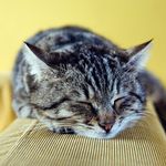 Everything you need to know - Your Umbrella for Life Pet Insurance Policy Booklet - Petcover