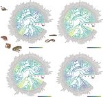 Substrate thermal properties influence ventral brightness evolution in ectotherms - Nature
