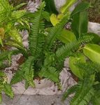 INDOOR PLANT SPECIES SURVIVAL UNDER DIFFERENT ENVIRONMENT IN INDOOR VERTICAL GARDEN