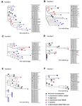 Bioinformatic and Molecular Analysis of Satellite Repeat Diversity in Vaccinium Genomes - MDPI