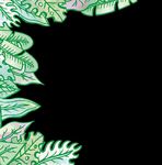 G O JERSEY 2019-wil D - Durrell Wildlife Conservation Trust