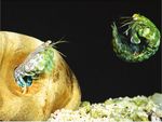 Oyster recovery - CONSUMER TRENDS BEACONS FOR SEA SAFETY DIGITAL MARKET PLACES FISHERIES RESEARCH & DEVELOPMENT CORPORATION NEWS - Fisheries ...