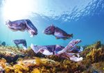 Oyster recovery - CONSUMER TRENDS BEACONS FOR SEA SAFETY DIGITAL MARKET PLACES FISHERIES RESEARCH & DEVELOPMENT CORPORATION NEWS - Fisheries ...