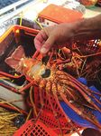 Oyster recovery - CONSUMER TRENDS BEACONS FOR SEA SAFETY DIGITAL MARKET PLACES FISHERIES RESEARCH & DEVELOPMENT CORPORATION NEWS - Fisheries ...