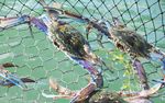 Oyster recovery - CONSUMER TRENDS BEACONS FOR SEA SAFETY DIGITAL MARKET PLACES FISHERIES RESEARCH & DEVELOPMENT CORPORATION NEWS - Fisheries ...