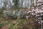 Curating a Collection: The Rhododendrons at Jenkins Arboretum & Gardens - ARS 2019 ...