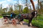 Things to Do while staying at Aghadoe Heights Hotel and Spa