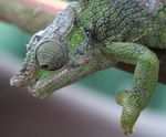 Wildlife crime - a resource for business Part 2: Illegality in the exotic pet trade