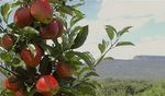 2021 Cornell Pest Management Guidelines for Commercial Tree Fruit Production