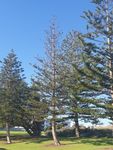 Investigation into the cause(s) of premature decline of Norfolk Island Pine - Town of Cottesloe