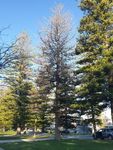 Investigation into the cause(s) of premature decline of Norfolk Island Pine - Town of Cottesloe