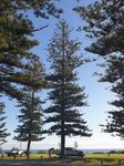 Investigation into the cause(s) of premature decline of Norfolk Island Pine - Town of Cottesloe