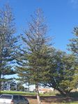 Investigation into the cause(s) of premature decline of Norfolk Island Pine - Town of Cottesloe