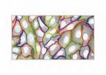 A POWERFUL SET OF TOOLS FOR YOUR CELLULAR ASSAY DEVELOPMENT - ACAPELLA