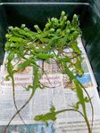 TRADING FACES Utilisation of Facebook to Trade Live Reptiles in the Philippines - JANUARY 2018