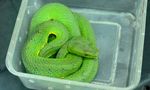 TRADING FACES Utilisation of Facebook to Trade Live Reptiles in the Philippines - JANUARY 2018