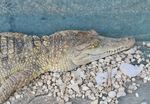 TRADING FACES Utilisation of Facebook to Trade Live Reptiles in the Philippines - JANUARY 2018