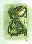 TRADING FACES Utilisation of Facebook to Trade Live Reptiles in the Philippines - JANUARY 2018