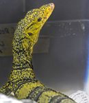 TRADING FACES Utilisation of Facebook to Trade Live Reptiles in the Philippines - JANUARY 2018