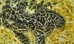 TRADING FACES Utilisation of Facebook to Trade Live Reptiles in the Philippines - JANUARY 2018
