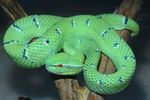 TRADING FACES Utilisation of Facebook to Trade Live Reptiles in the Philippines - JANUARY 2018