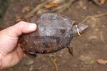 TRADING FACES Utilisation of Facebook to Trade Live Reptiles in the Philippines - JANUARY 2018