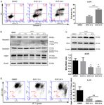 Evodiamine induces reactive oxygen species dependent apoptosis and necroptosis in human melanoma A 375 cells - Spandidos Publications