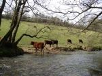 Axe and Exe River Improvement Project Project Plan - Westcountry Rivers Trust