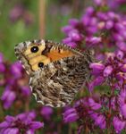 Butterflies and day-flying moths of Tayside & Fife