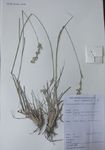 Making herbarium specimens - Kew Gardens