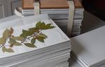 Making herbarium specimens - Kew Gardens