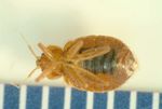 A HOME OWNER'S GUIDE TO HUMAN BED BUGS - Cimex lectularius L., C. hemipterus Fabr. (Cimicidae: Heteroptera)