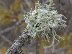 The BogHaunter - Friends of the Cedarburg Bog