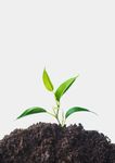 THE FUTURE OF SOUTH AFRICA - AN ECONOMY POISED FOR GROWTH EXPERTS WITH IMPACT - FTI Consulting