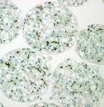 3D INSIGHT LIVER MICROTISSUES - HUMAN LIVER RAT LIVER HEPG2 LIVER TOXICOLOGY SERVICES