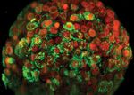 3D INSIGHT LIVER MICROTISSUES - HUMAN LIVER RAT LIVER HEPG2 LIVER TOXICOLOGY SERVICES