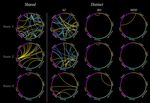 Shared and Distinct Dysfunction of Dynamic Connectivity Networks across Schizophrenia, Bipolar Disorder and Major Depression Disorder - bioRxiv