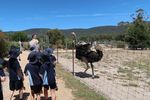 THE PULSE - St John's Lutheran Primary School