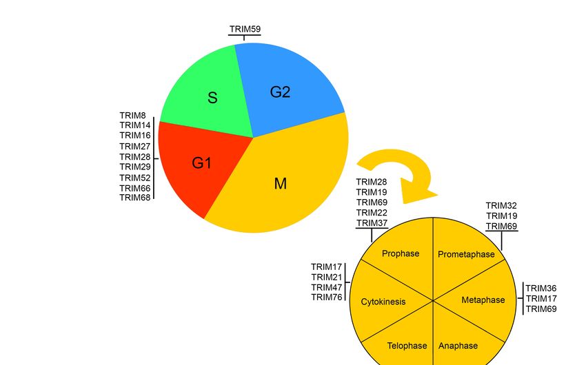 E3 Ubiquitin Ligase TRIM Proteins, Cell Cycle and Mitosis Biology Diagrams