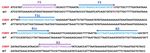 A LAMP-SNP Assay Detecting C580Y Mutation in
