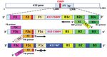 A LAMP-SNP Assay Detecting C580Y Mutation in