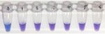 A LAMP-SNP Assay Detecting C580Y Mutation in