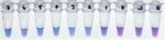 A LAMP-SNP Assay Detecting C580Y Mutation in